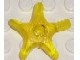Starfish (x112 / 4281231,4653495)